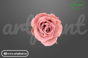 Trandafiri Criogenati Mediu Dusty Pink.