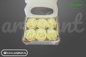 Trandafiri Criogenati Mediu Light Yellow