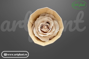 Trandafir criogenat Mediu Sand - Art Plant