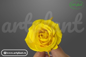 Trandafiri Criogenati Mediu Sunny Yellow