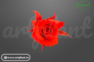 Trandafiri Criogenati Mini Rosii Scarlet