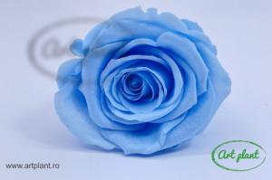 Trandafiri Criogenati XL Bleo Blu89 - Img 1