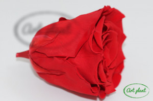 Trandafiri Criogenati XL Rosu Red02 - Img 3