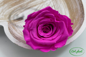 Trandafiri Criogenati XL Roz Fuchsia Pin07 - Img 2