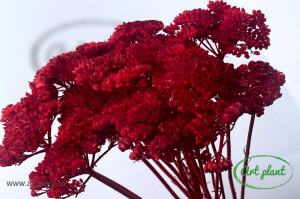 Achillea Filipendulina Rosie