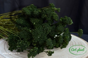 Achillea verde inchis