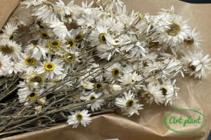 Acroclinium alb