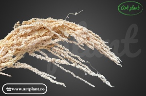 Amaranthus Alb/Crem