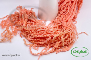 Amaranthus Pink - Img 1