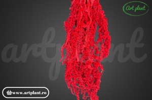Amaranthus rosu rubin(G)