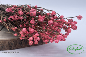 Ammobium roz