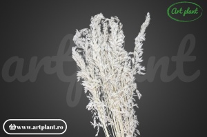 Amplodesma Alba (G)