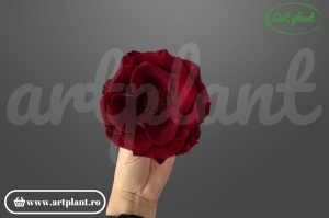 Anemonă stabilizată Cabernet