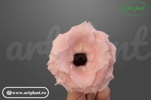 anemonă stabilizată roșie floare naturală pentru buchete și decoruri