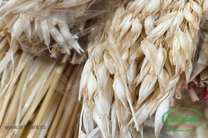 Avena Alb - Crem calitatea II - Img 3