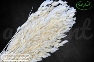 Avena Alb - Crem