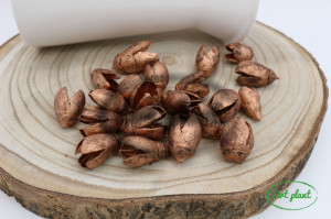 Bakuli bronz