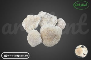 Bran mushroom înălbit
