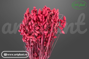 Briza Maxima Burgundy