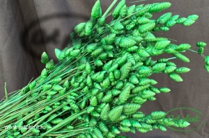 Briza Maxima Verde - Img 1