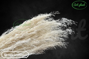 Briza segro alba