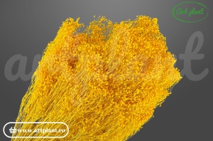 Broom Galben Lime