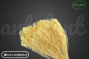 Broom Vanilie