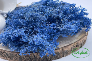 Broom Violet