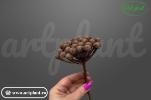 Brunia natural