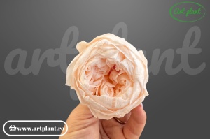 Bujori Criogenați Light Peach Pea89