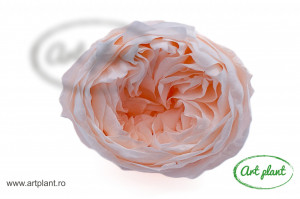 Bujori Criogenați Light Peach Pea89
