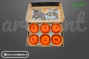 Bujor stabilizat natural din Ecuador, diametru 5 cm, înălțime 4 cm, 1 bucată