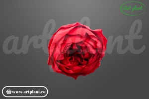 Bujori Criogenați Rosu Red02