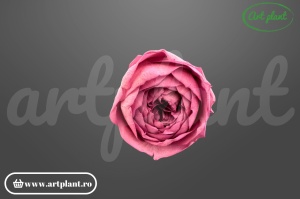 Bujor criogenat Roz Prăfuit – floare stabilizată natural | Art Plant