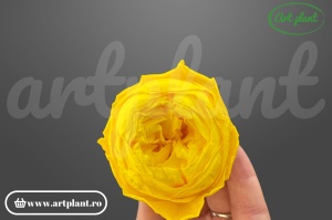 Bujor stabilizat natural din Ecuador, diametru 5 cm, înălțime 4 cm, 1 bucată