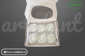 Buttercup Stabilizat Alb din Ecuador, Ø 4–4.5 cm • Înălțime 3–3.5 cm, 6 buc