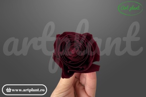 Buttercup Stabilizat Cabernet din Ecuador, Ø 4–4.5 cm • Înălțime 3–3.5 cm, 6 buc