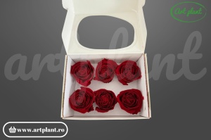 Buttercup Stabilizat Rosu Inchis din Ecuador, Ø 4–4.5 cm • Înălțime 3–3.5 cm, 6 buc