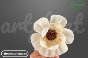 Cap anemonă sola dublă 8 cm cu petale pe două niveluri și centru brun, floare decorativă din lemn de sola