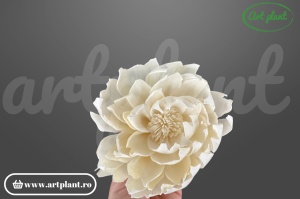 Capete Bujori Sola 10 cm