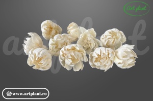 Cap bujor sola 6 cm cu petale dense stratificate, floare decorativă albă din lemn de sola