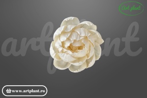 Cap camelie sola 10 cm cu petale simetrice în spirală, floare decorativă elegantă din lemn de sola