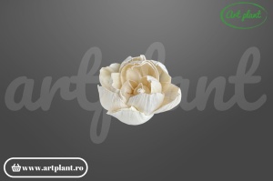 Capete camelie sola 6cm