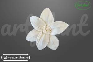 Cap crin Star Gazer sola 10 cm cu petale recurvate, floare decorativă exotică din lemn de sola