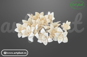 Cap crin Star Gazer sola 4 cm cu petale recurvate, floare decorativă exotică din lemn de sola