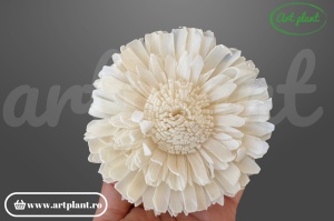 Cap floarea soarelui dublă sola 10 cm cu petale pe două rânduri, floare decorativă voluminoasă din lemn de sola