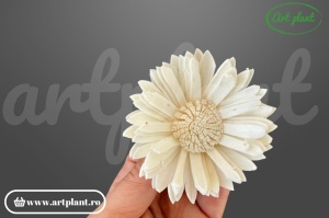 Capete floarea soarelui sola 8cm