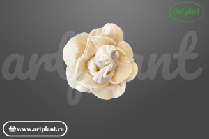 Cap magnolie sola 6 cm cu petale mari în cupă deschisă, floare decorativă elegantă din lemn de sola