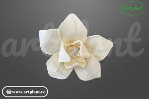 Cap magnolie stelată sola 10 cm cu petale alungite în formă de stea, floare decorativă din lemn de sola