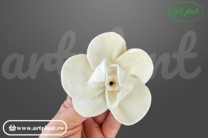 Capete orhidee new sola 8 cm
